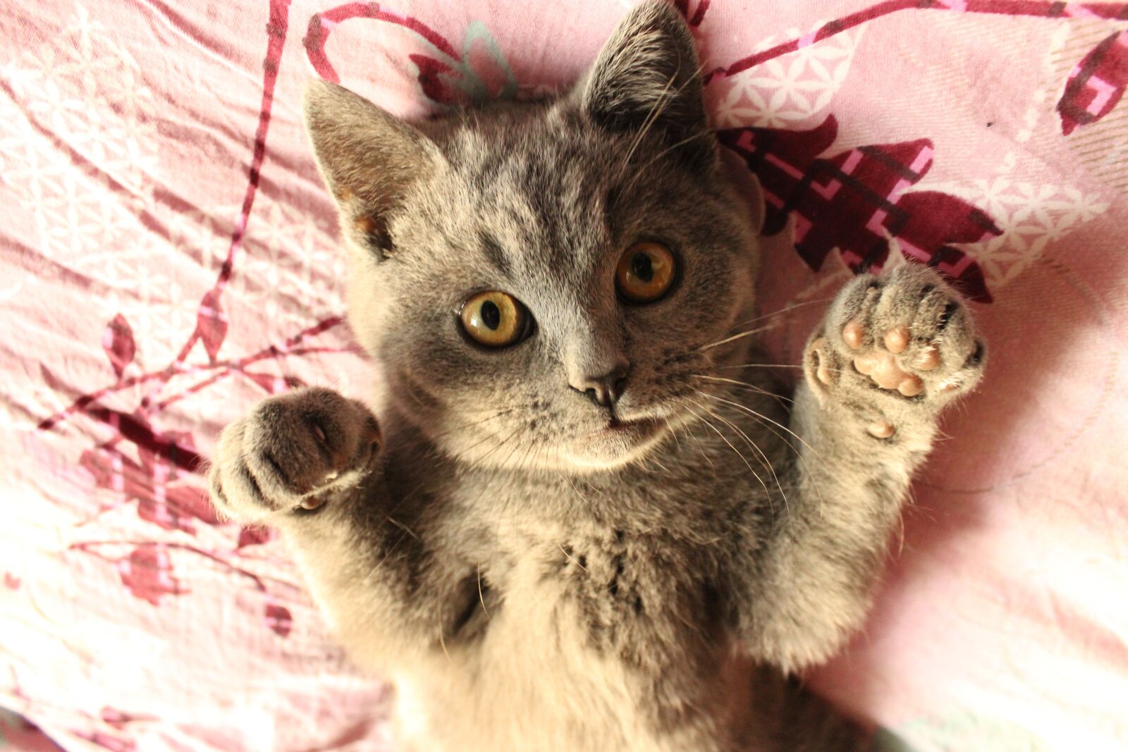Canon EOS 600D (Rebel EOS T3i / EOS Kiss X5) sample photo. Cat, british short, gray photography