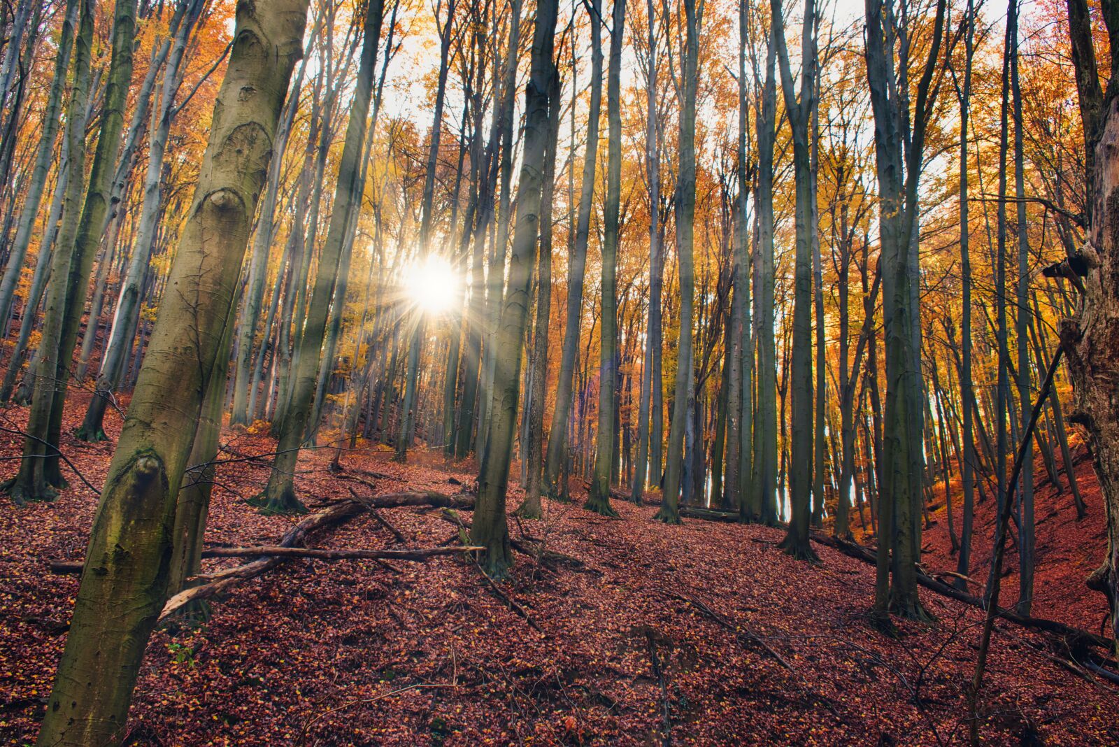 Nikon D5600 sample photo. Autumn, forest, nature photography