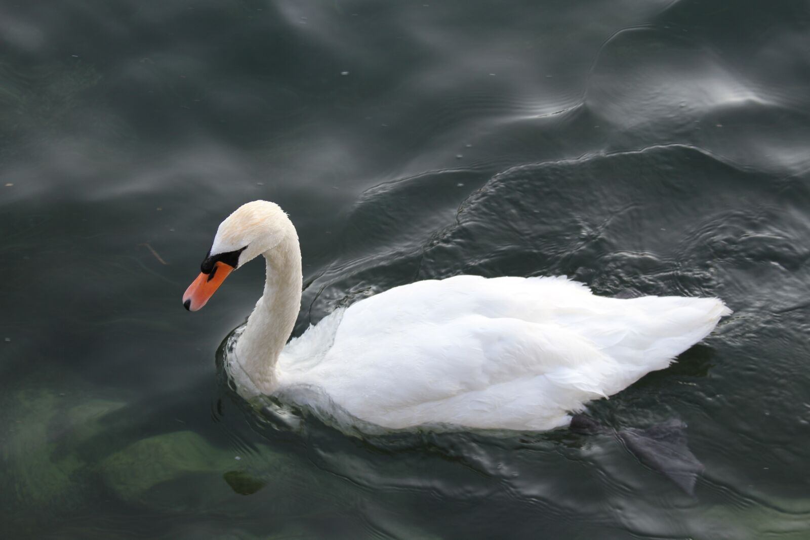 Canon EOS 7D sample photo. Swan, bird, bird on photography