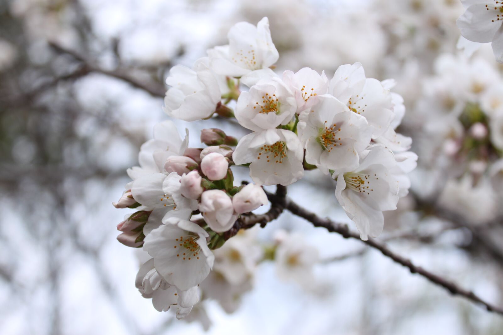 Canon EOS 500D (EOS Rebel T1i / EOS Kiss X3) sample photo. Cherry blossom, close-up, spring photography
