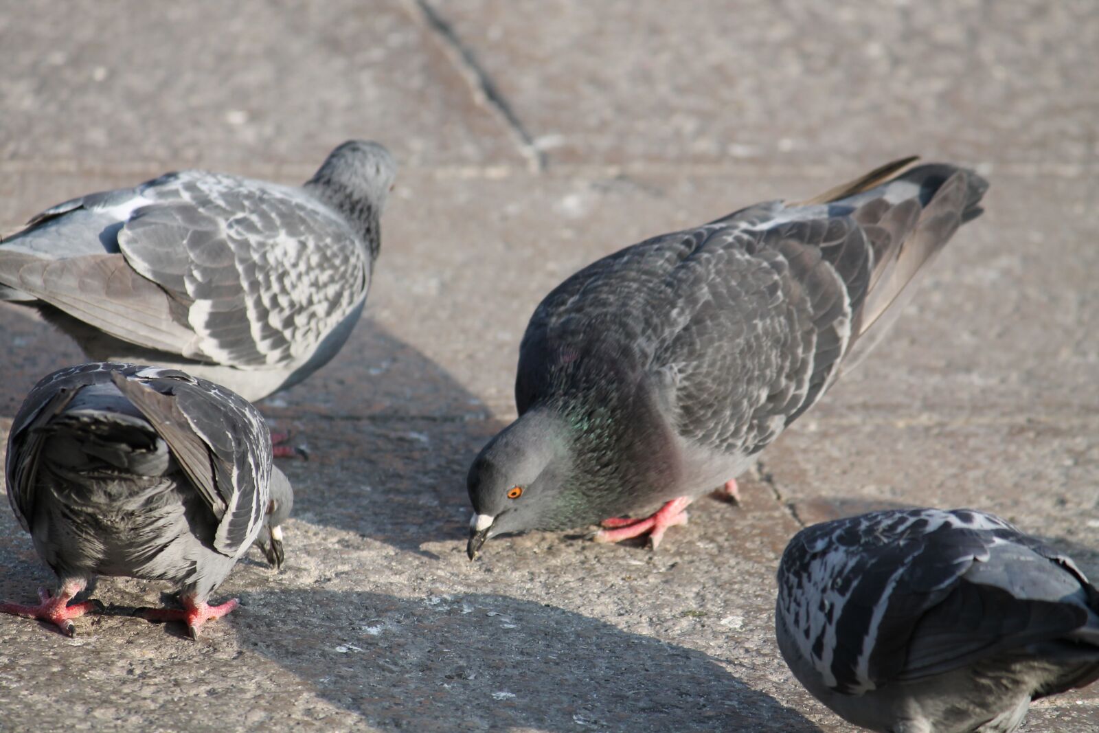 Canon EOS 1100D (EOS Rebel T3 / EOS Kiss X50) sample photo. Bird, nature, animal photography