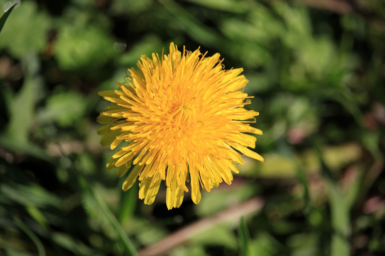 Canon EF-S 55-250mm F4-5.6 IS STM sample photo. Nature, plant, dandelion photography