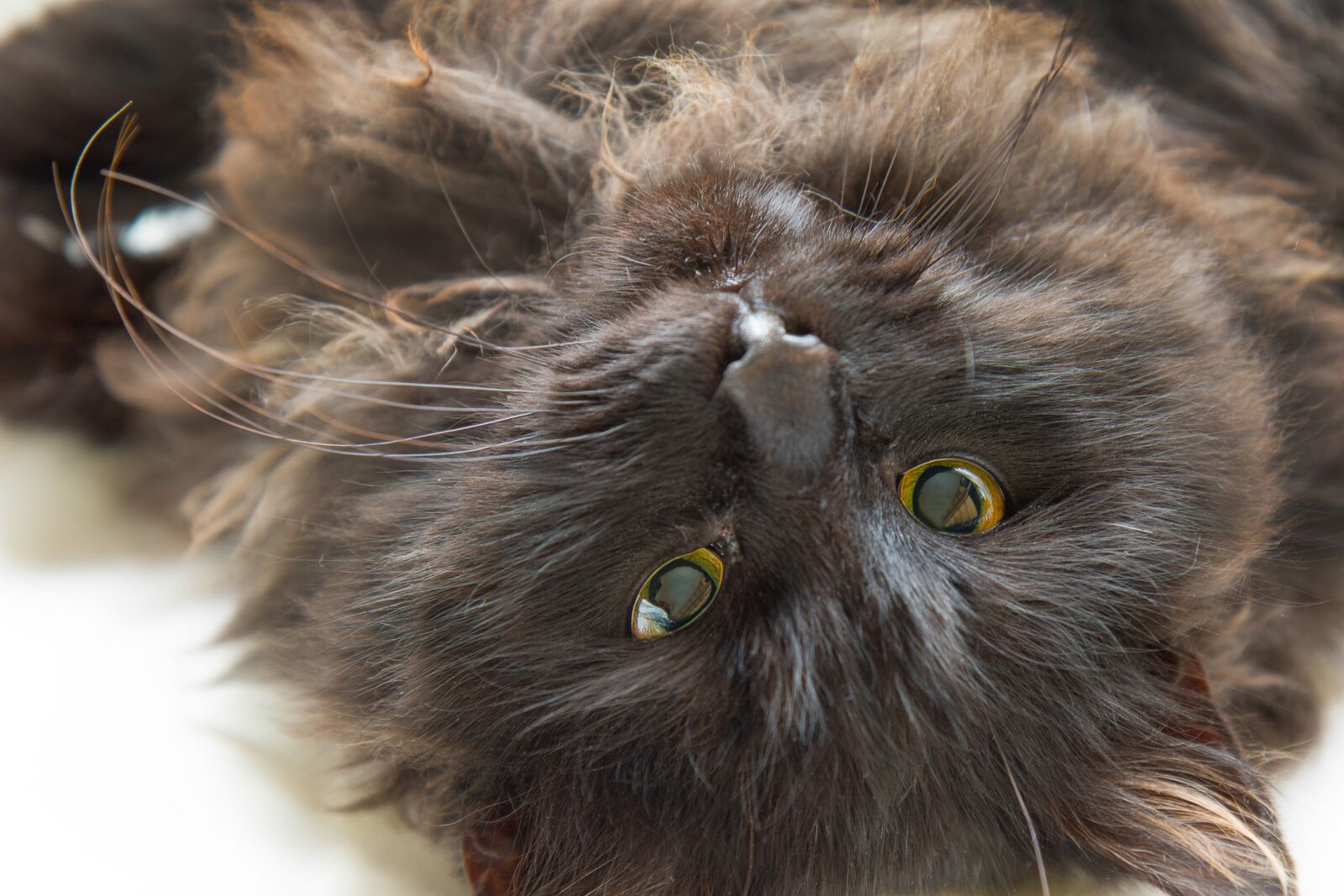 Canon EOS 7D Mark II sample photo. Animal, cat, cute photography