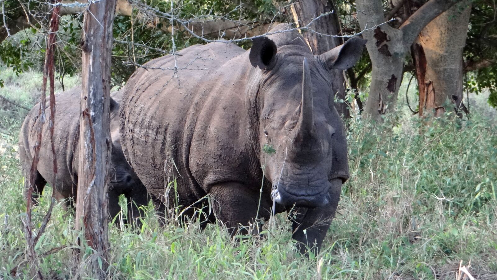 Sony Cyber-shot DSC-HX100V sample photo. Wildlife, africa, rhino photography