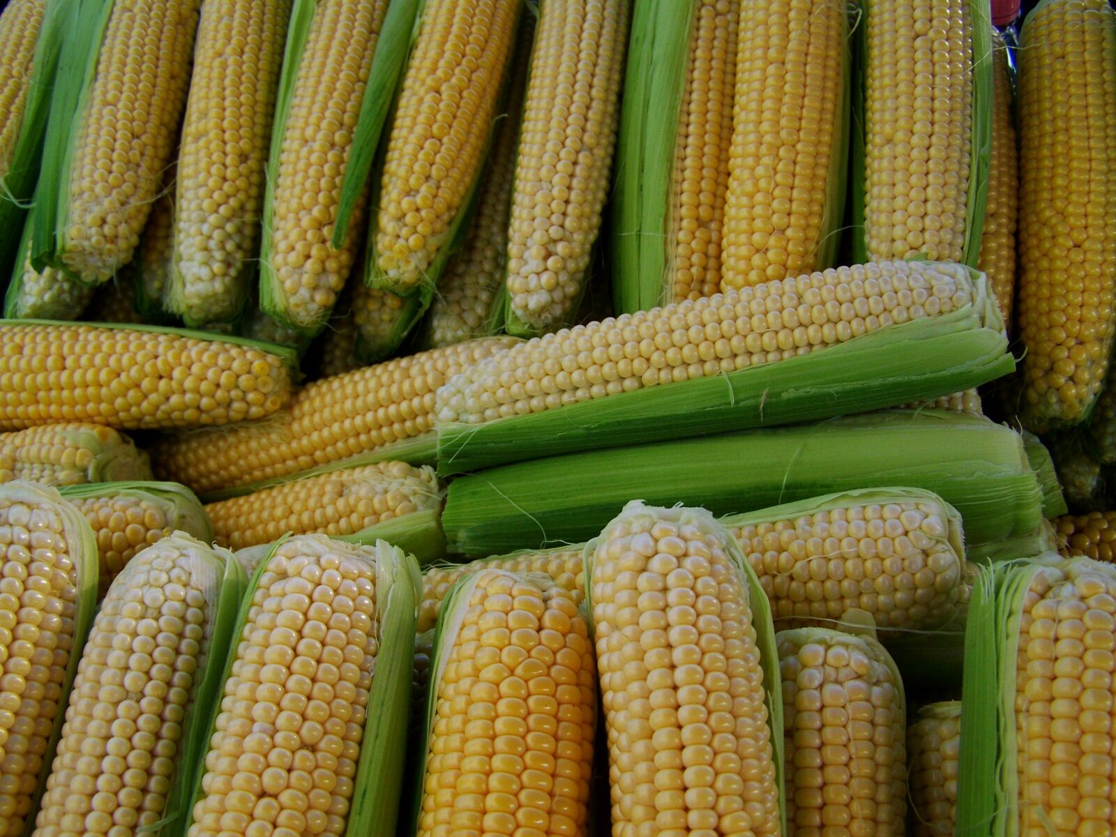 Kodak EASYSHARE ZD710 ZOOM DIGITAL CAMERA sample photo. Corn, dessert, food photography