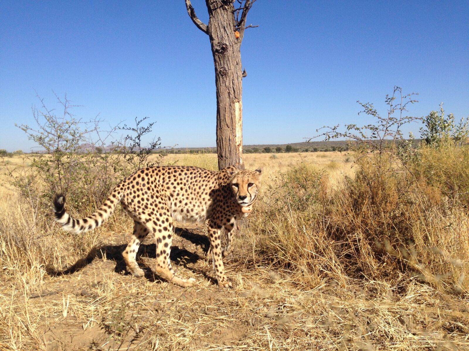 Apple iPhone 5 sample photo. Cheetah, namibia, acinonyx photography