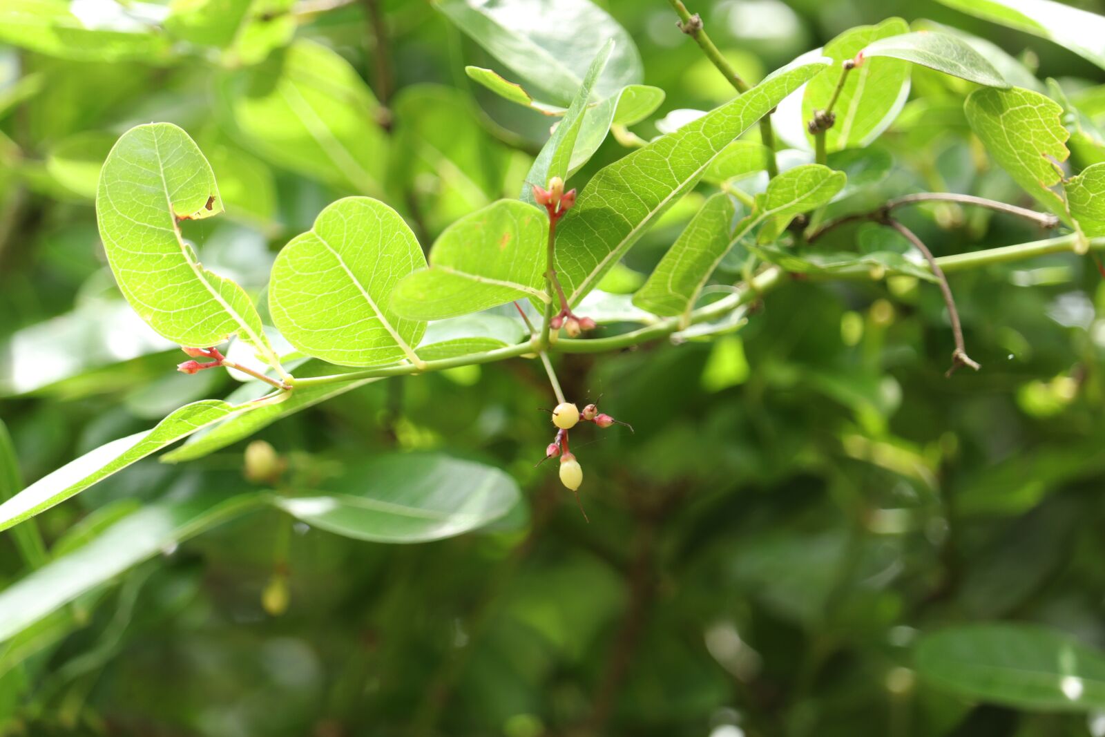 Canon EOS 250D (EOS Rebel SL3 / EOS Kiss X10 / EOS 200D II) sample photo. Green, leaf, plant photography