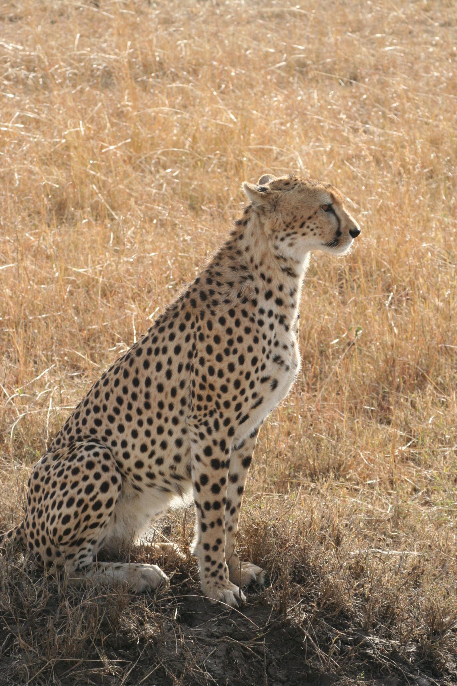 Canon EOS 350D (EOS Digital Rebel XT / EOS Kiss Digital N) sample photo. Cheetah, sitting cheetah, kenya photography