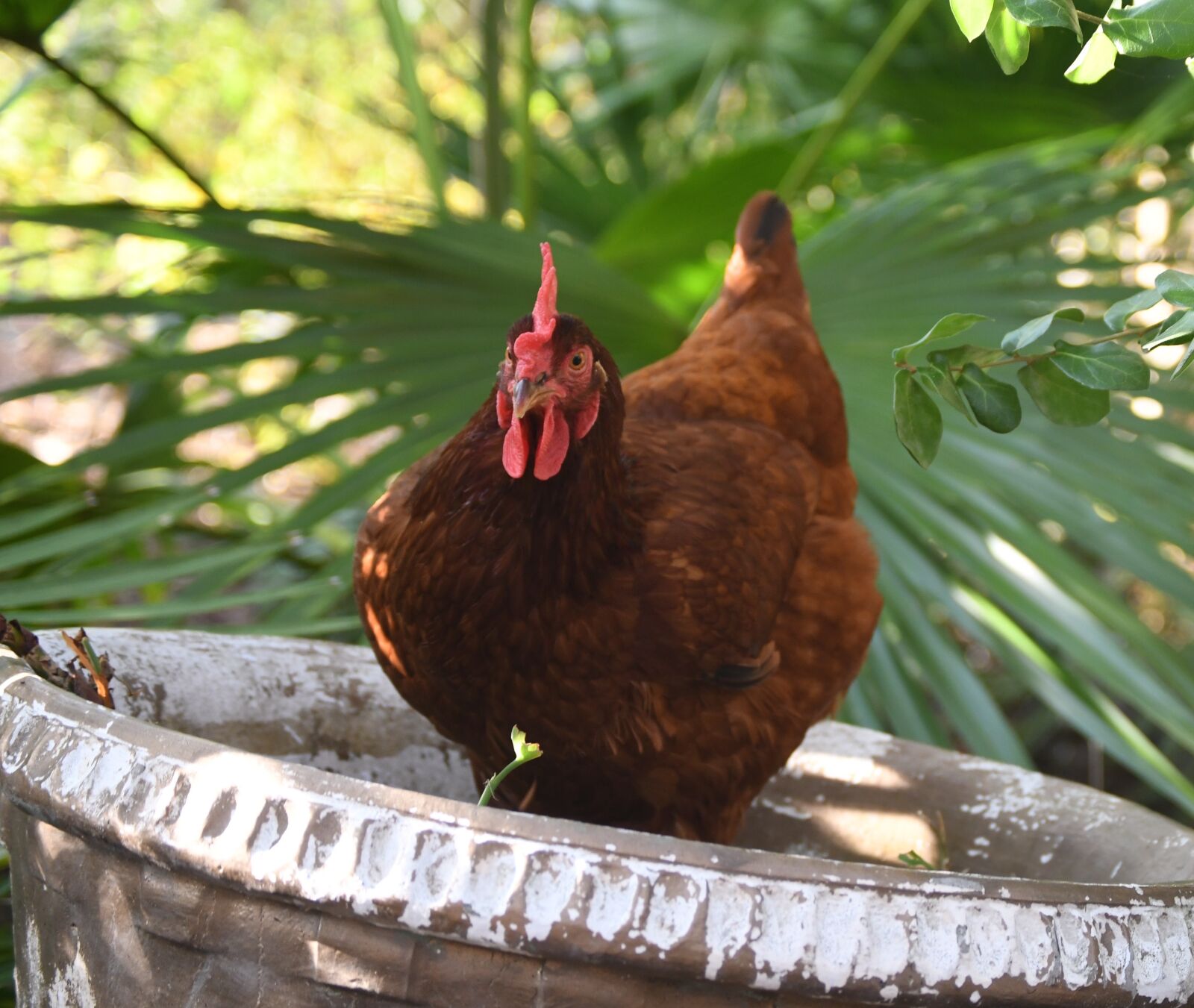 Nikon D500 sample photo. Rhode island red, chicken photography