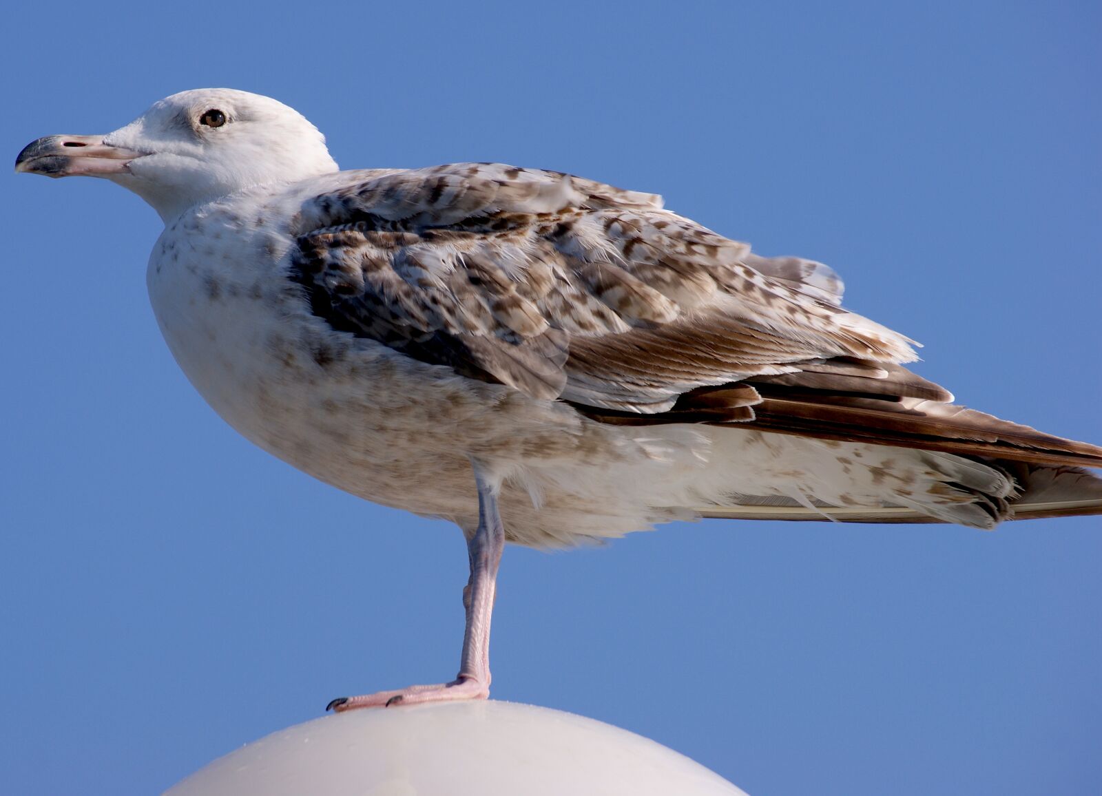 Sony Alpha DSLR-A350 sample photo. Gull, young animal, sea photography