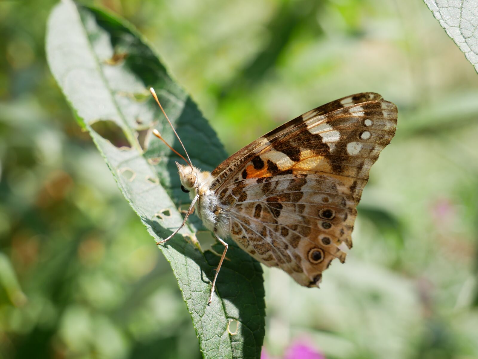 Panasonic Lumix DMC-G85 (Lumix DMC-G80) sample photo. Butterfly, sheet, nature photography