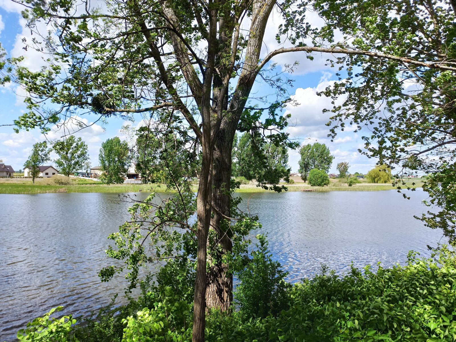 Xiaomi Redmi Note 8 Pro sample photo. Lake, water, tree photography