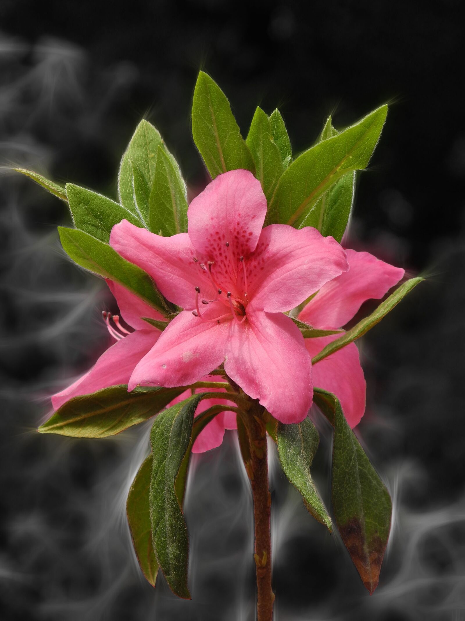 Nikon Coolpix P7000 sample photo. Flower, nature, plant photography