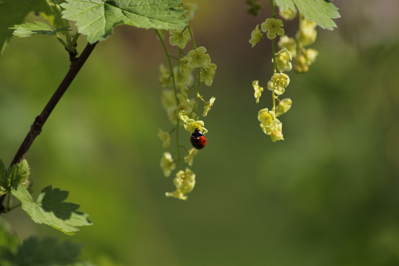 Canon EOS 1100D (EOS Rebel T3 / EOS Kiss X50) sample photo. Ladybug, nature, spring photography