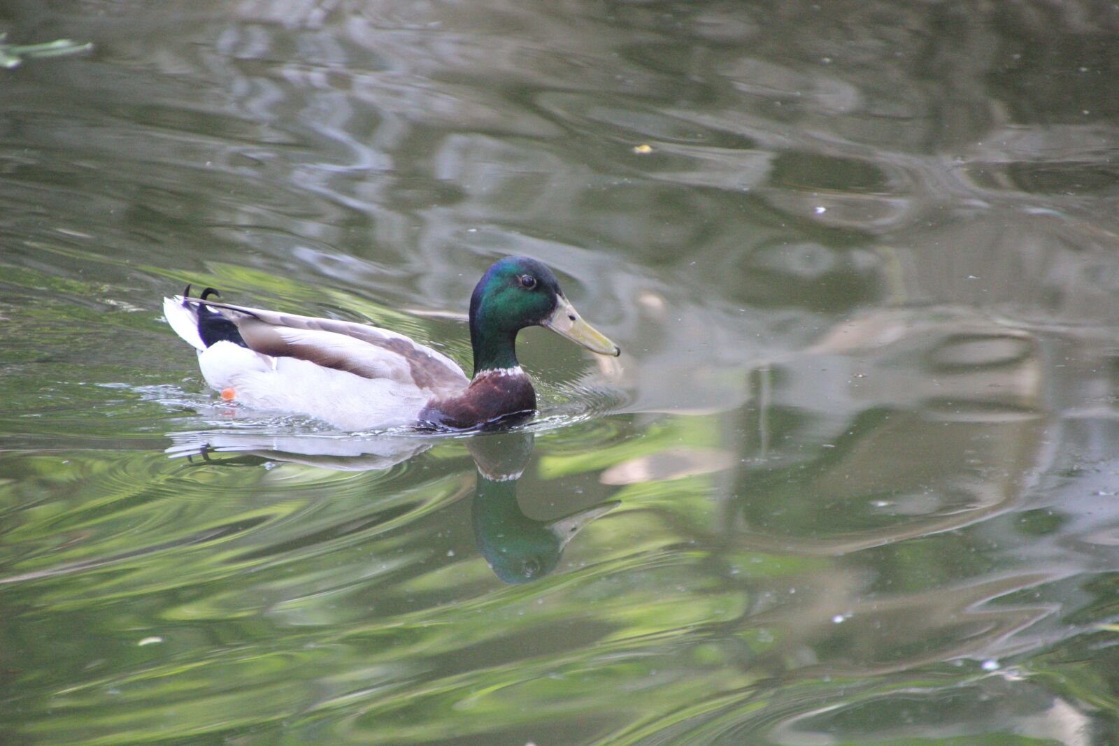 Canon EOS 600D (Rebel EOS T3i / EOS Kiss X5) sample photo. Wild duck, bird, water photography