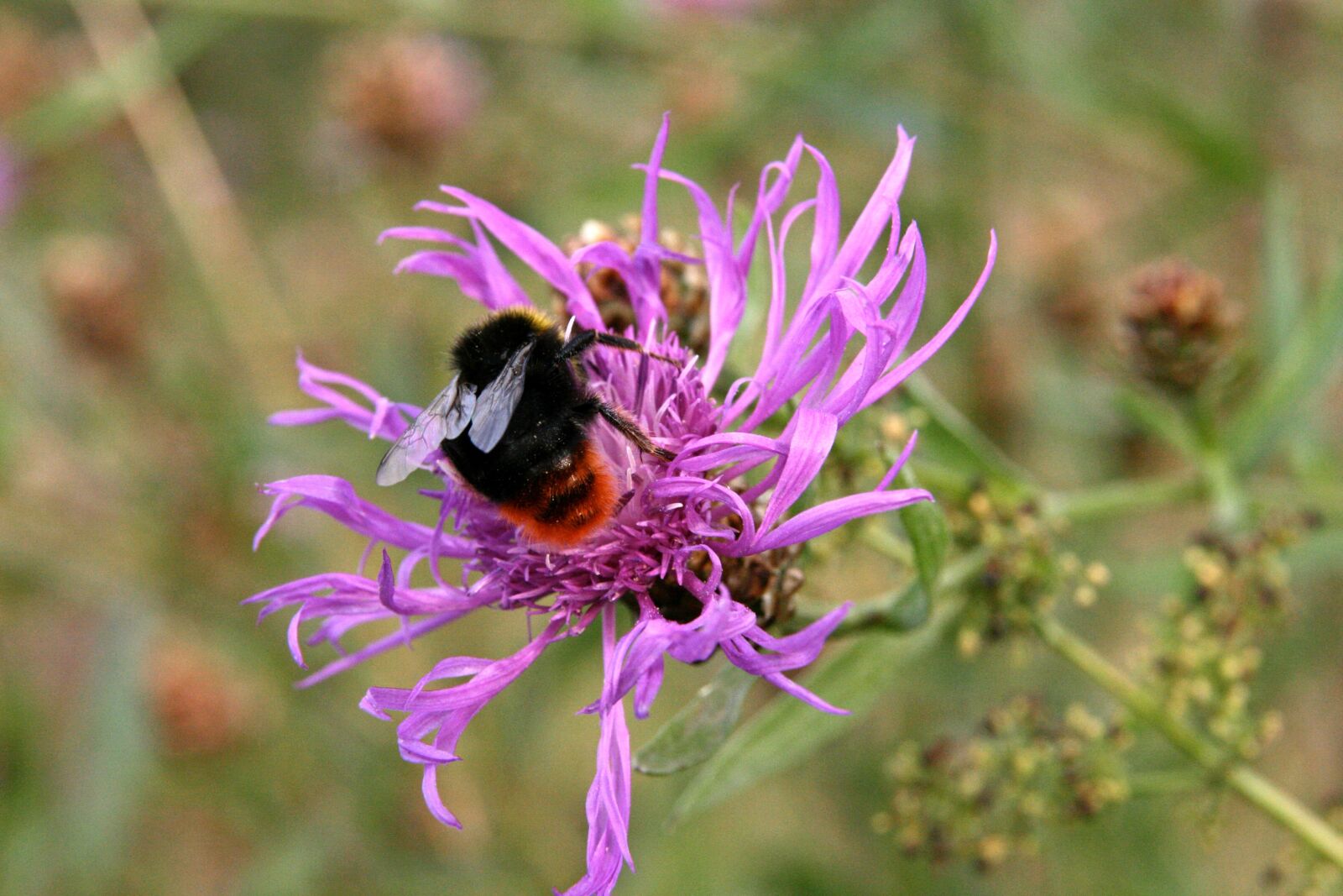 Canon EOS 400D (EOS Digital Rebel XTi / EOS Kiss Digital X) sample photo. Pointed flower, insect, hummel photography