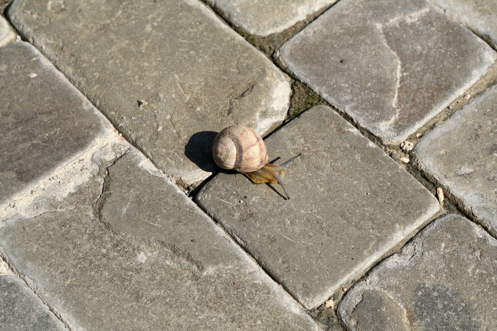 Canon EOS 350D (EOS Digital Rebel XT / EOS Kiss Digital N) sample photo. Nature, snail, small photography