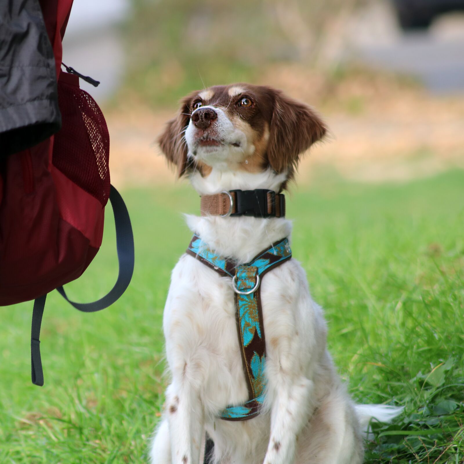 Canon EOS 750D (EOS Rebel T6i / EOS Kiss X8i) sample photo. Dog, pet, spaniel photography