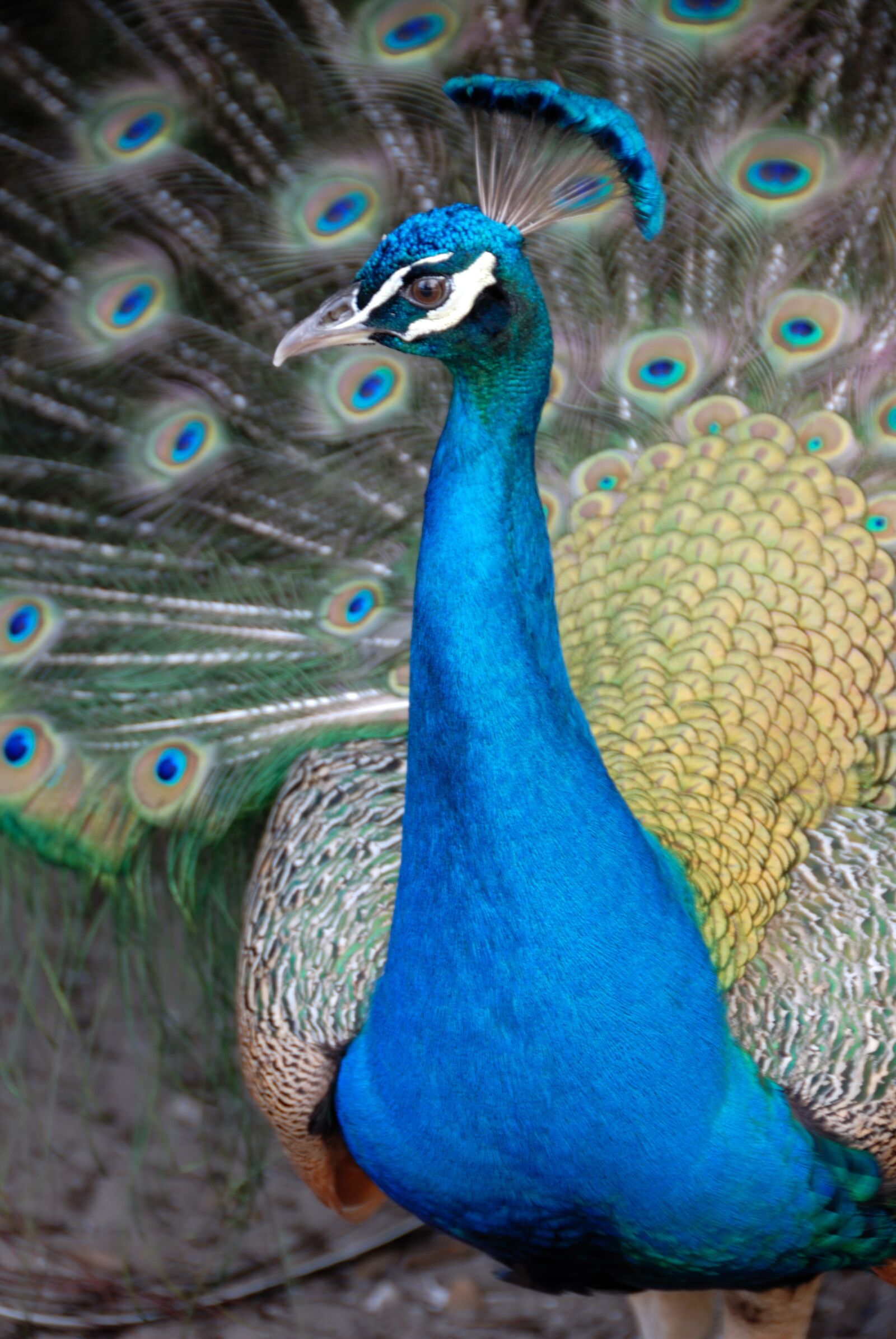 Nikon D200 sample photo. Peacock, bird, avian photography