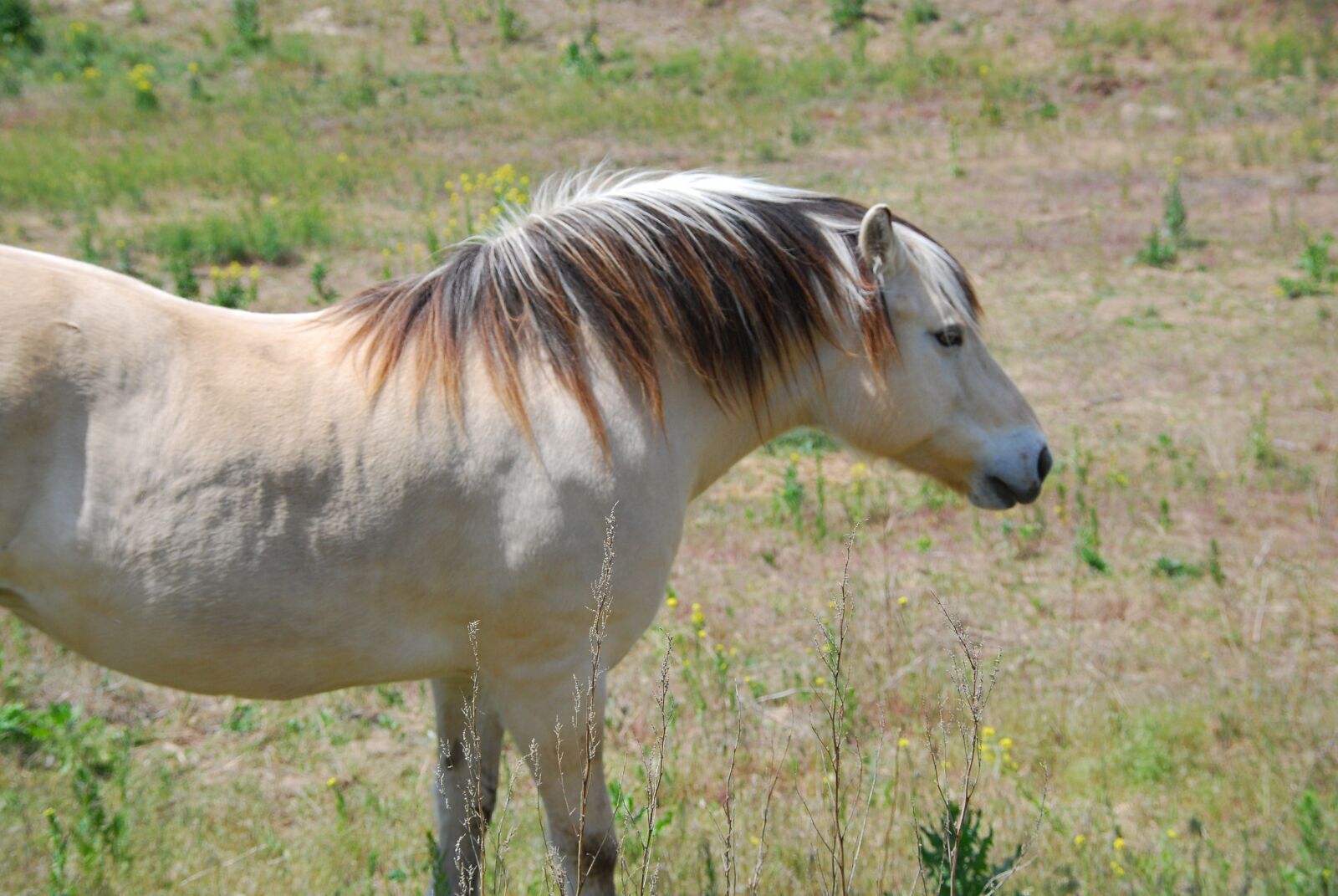 Nikon D80 sample photo. Horse, field, farm photography