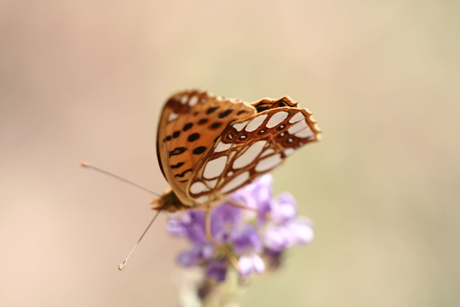 Canon EOS 350D (EOS Digital Rebel XT / EOS Kiss Digital N) sample photo. Butterfly, animal, wing photography