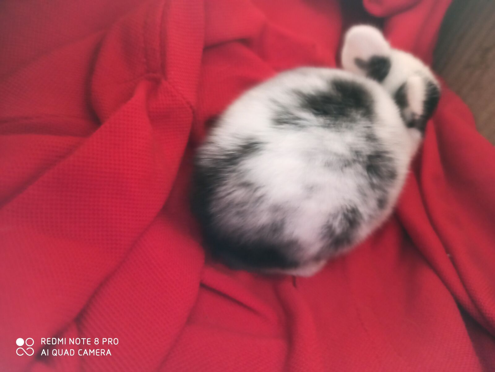 Xiaomi Redmi Note 8 Pro sample photo. Rabbit, cute, india photography