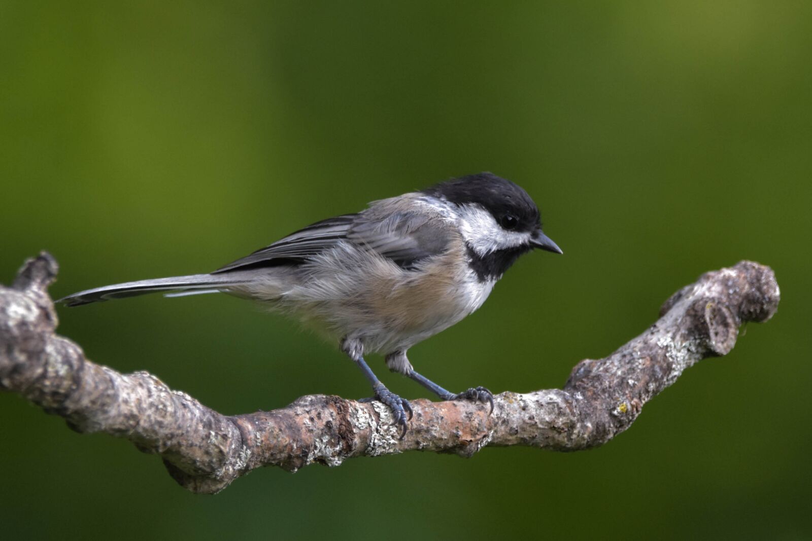 Nikon D3400 sample photo. Chickadee, black-capped chickadee, bird photography