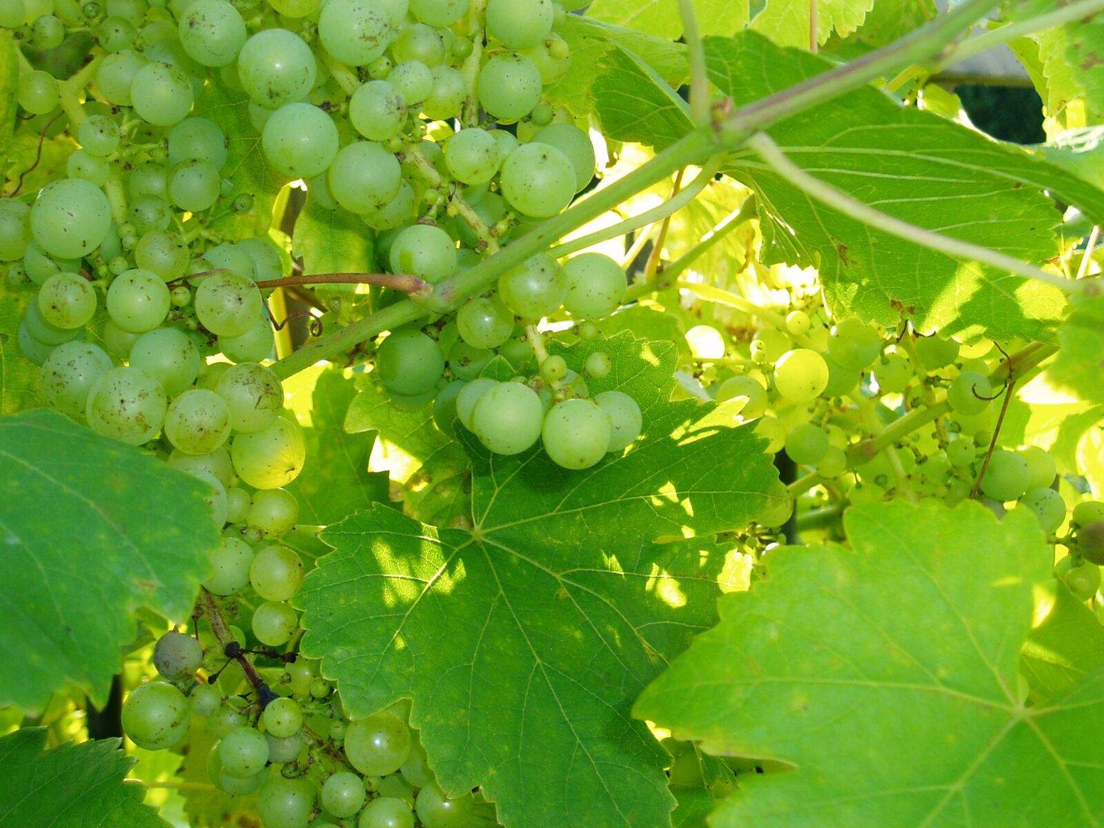 Olympus u10D,S300D,u300D sample photo. Grapes, autumn, vine photography