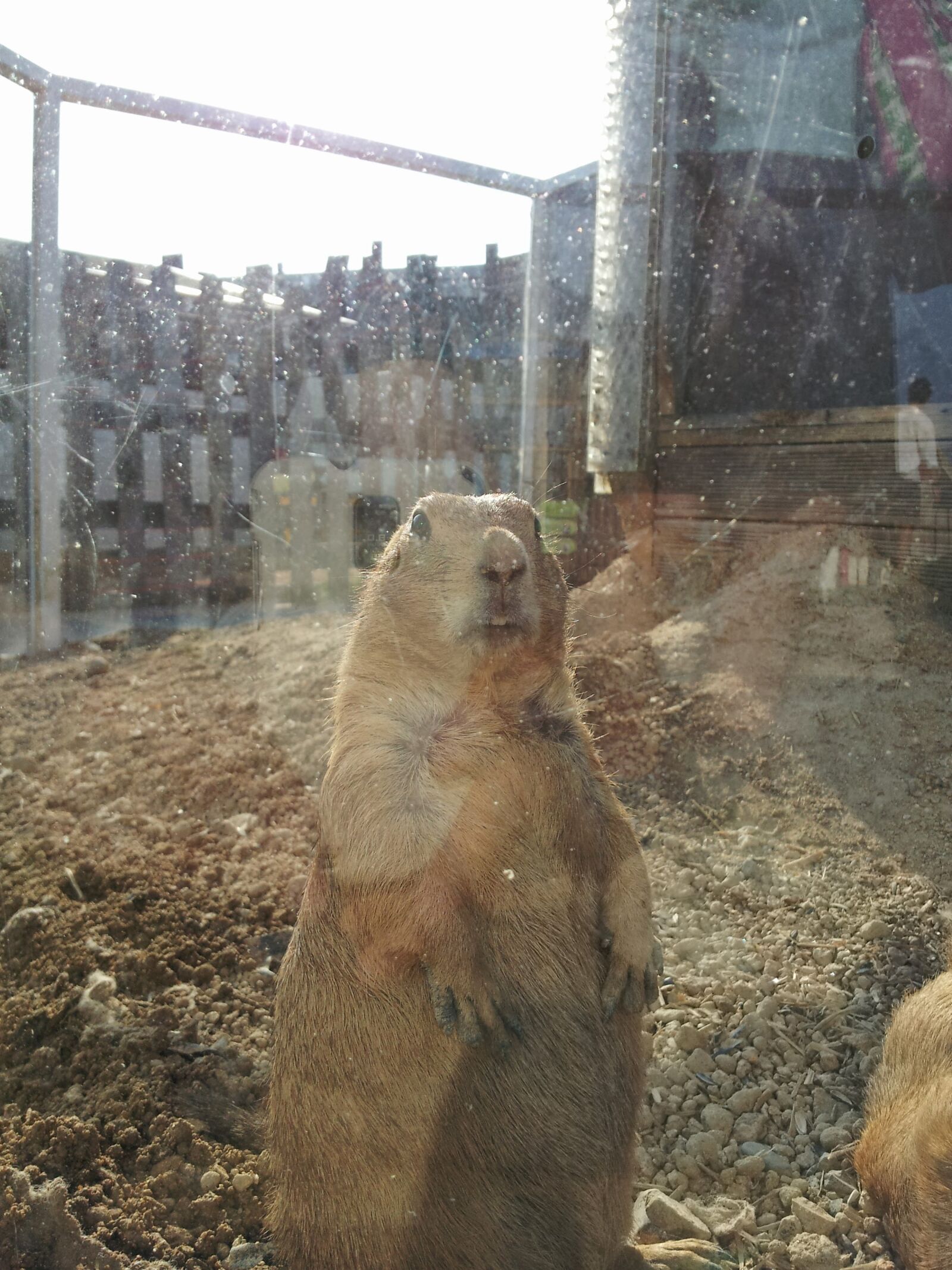 Samsung Galaxy S2 sample photo. Animal, this summer, zoo photography