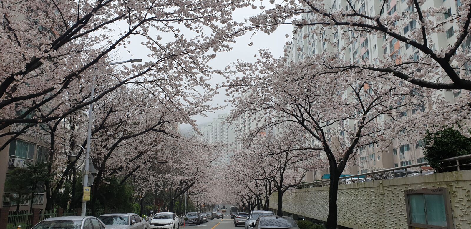 Samsung Galaxy Note9 sample photo. Cherry flowers, spring, apartments photography