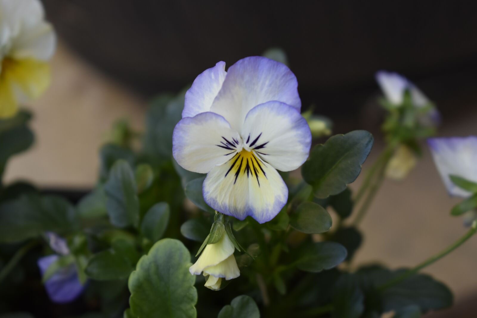 Nikon D5500 sample photo. Pansy, flower, spring photography