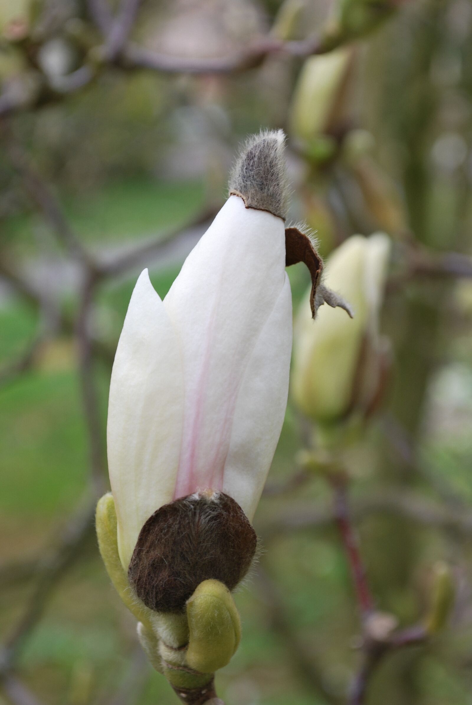Nikon D60 sample photo. Magnolia, bud, blossom photography