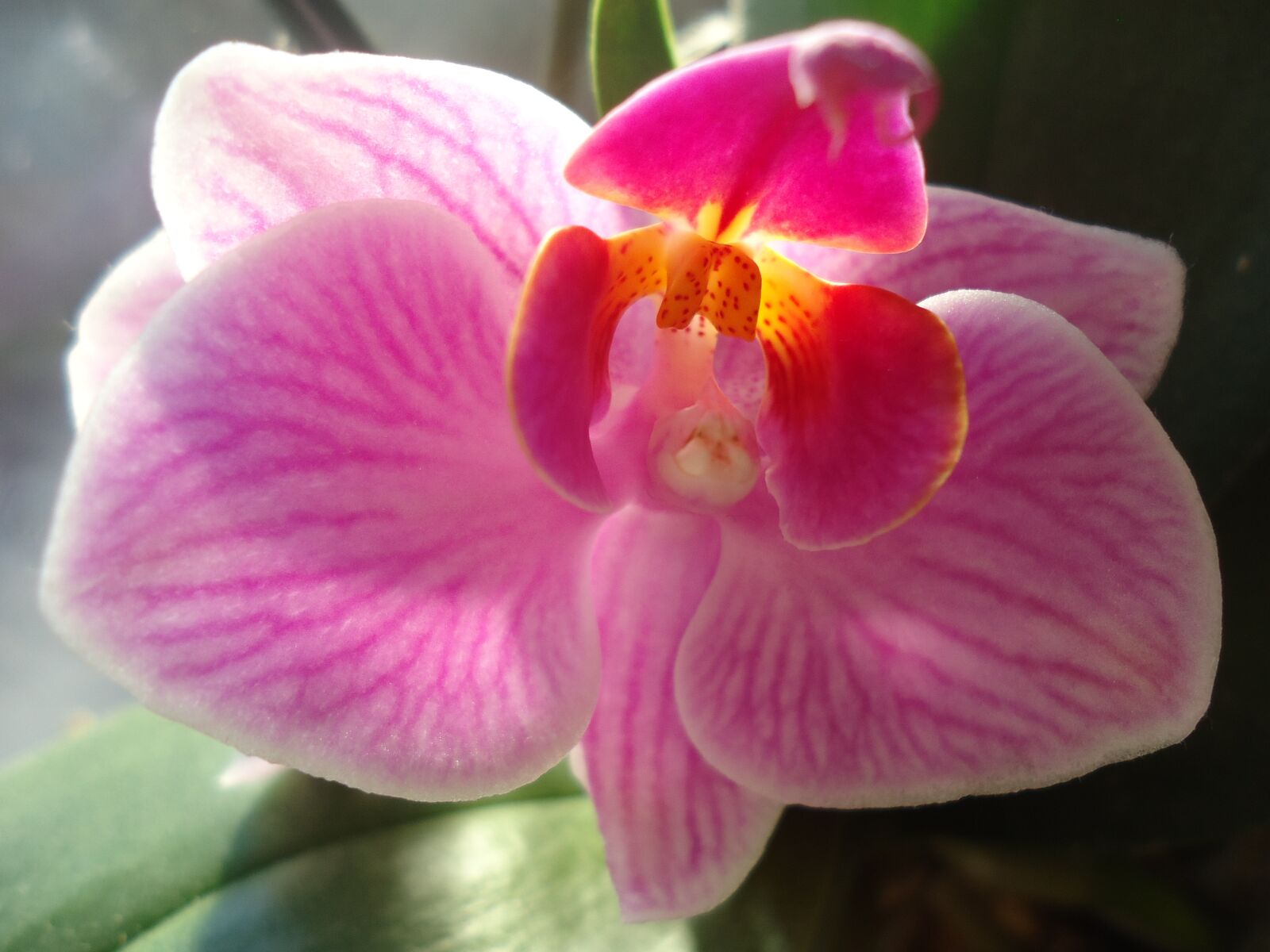 Sony Cyber-shot DSC-W530 sample photo. Orchid, flowers, nature photography
