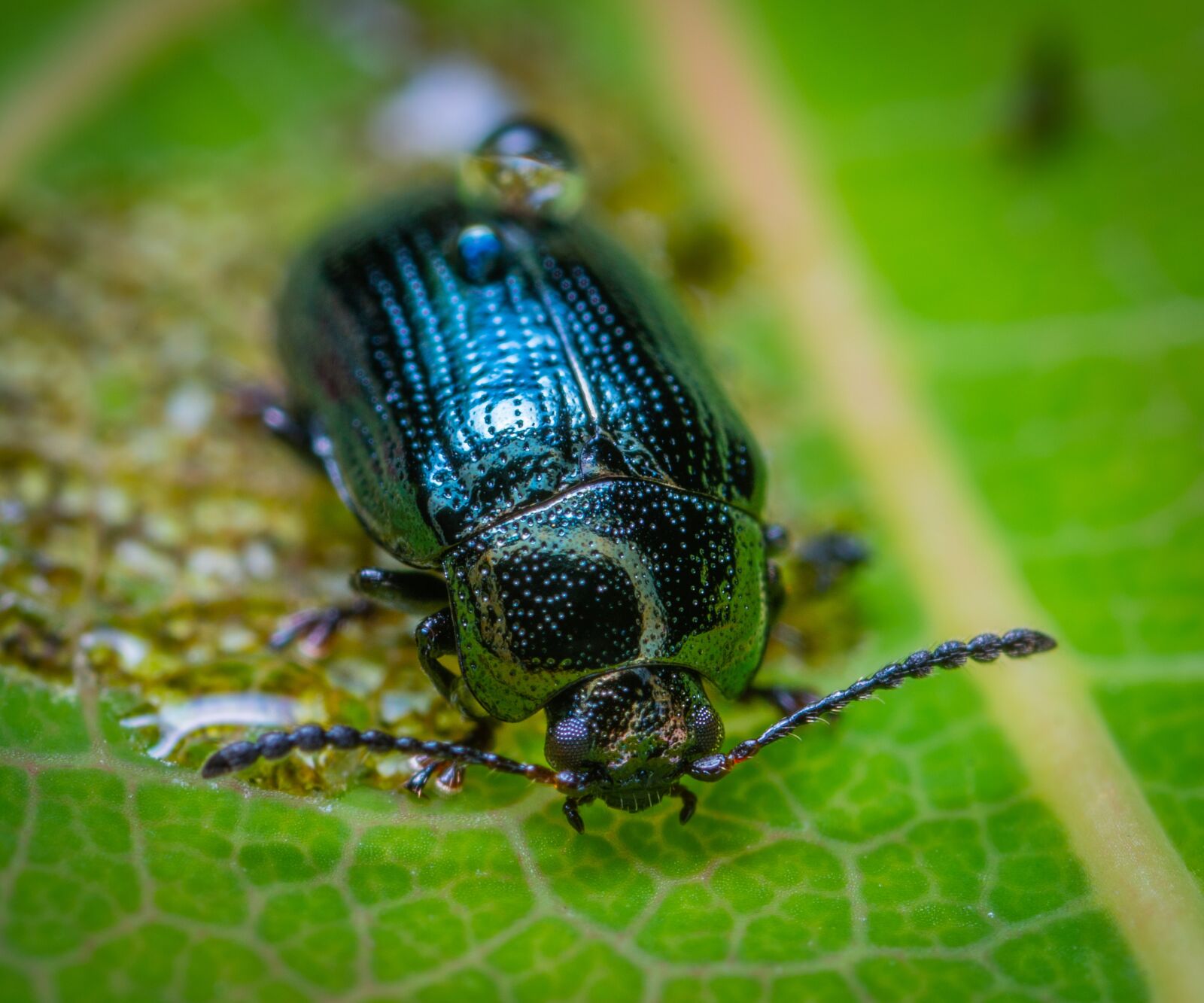 Sony a7R II sample photo. Macro, insect, bespozvonochnoe photography