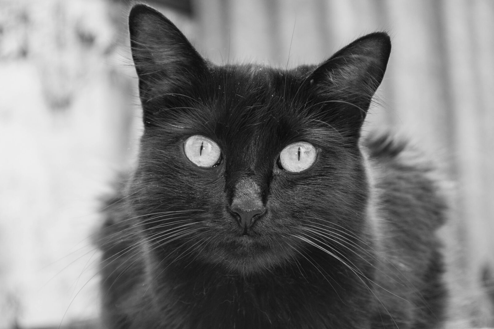 Nikon D3100 sample photo. Gato, cat, an photography