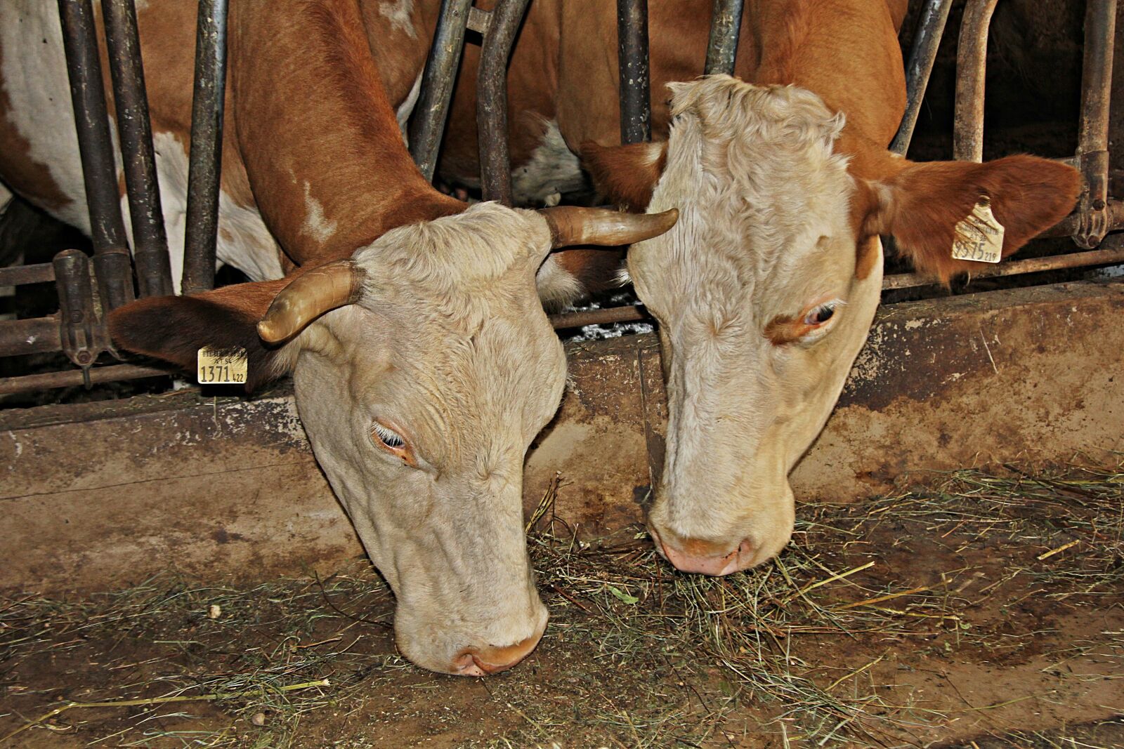 Canon EOS 60D + Canon EF 24-105mm F4L IS USM sample photo. Cows, cattle, agriculture photography