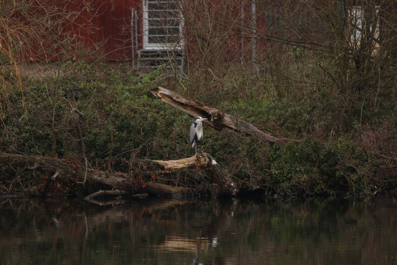 Canon EF 300mm F4L IS USM sample photo. Grey heron photography