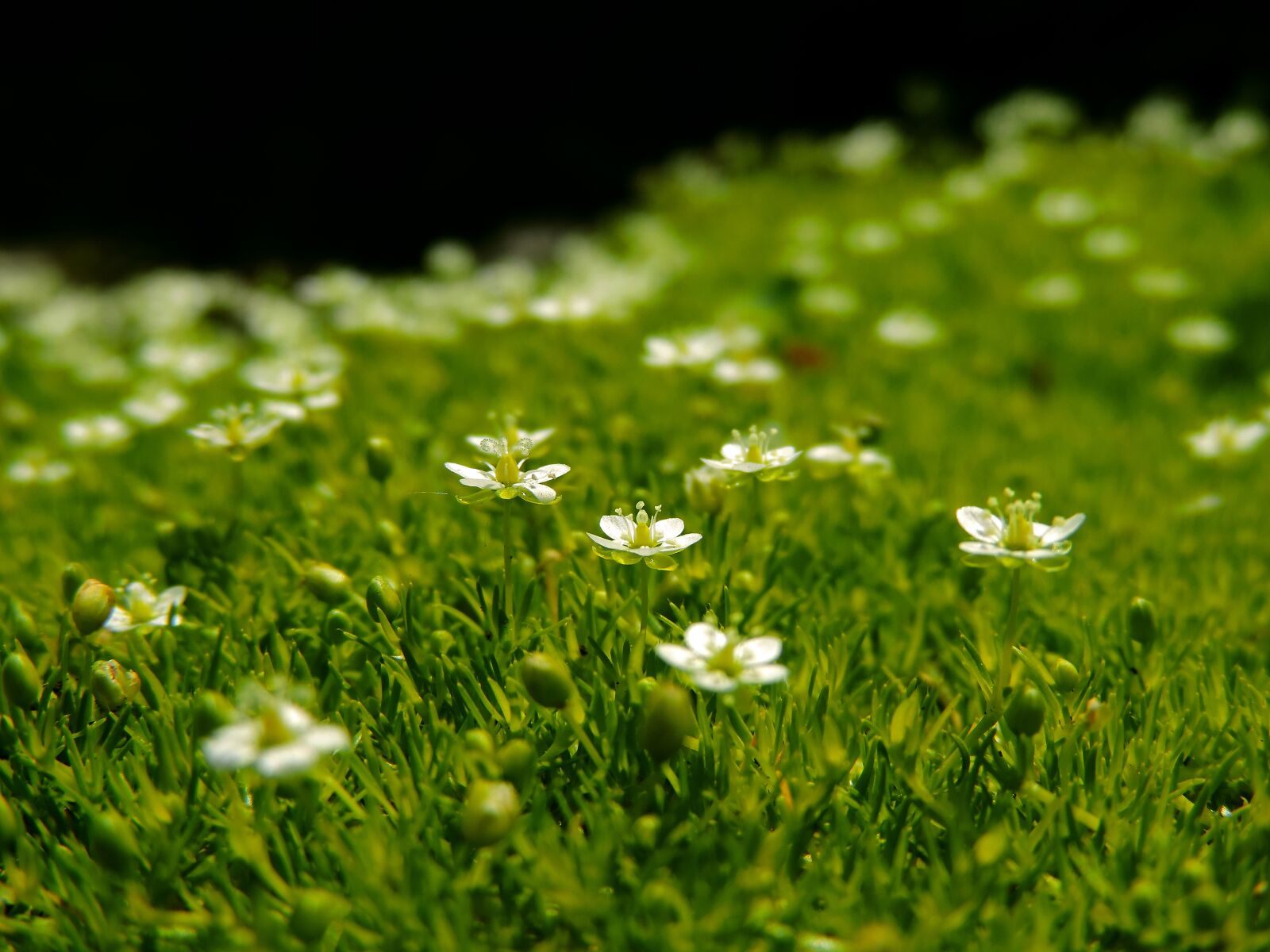 Nikon Coolpix P520 sample photo. Plant, carpet, garden photography