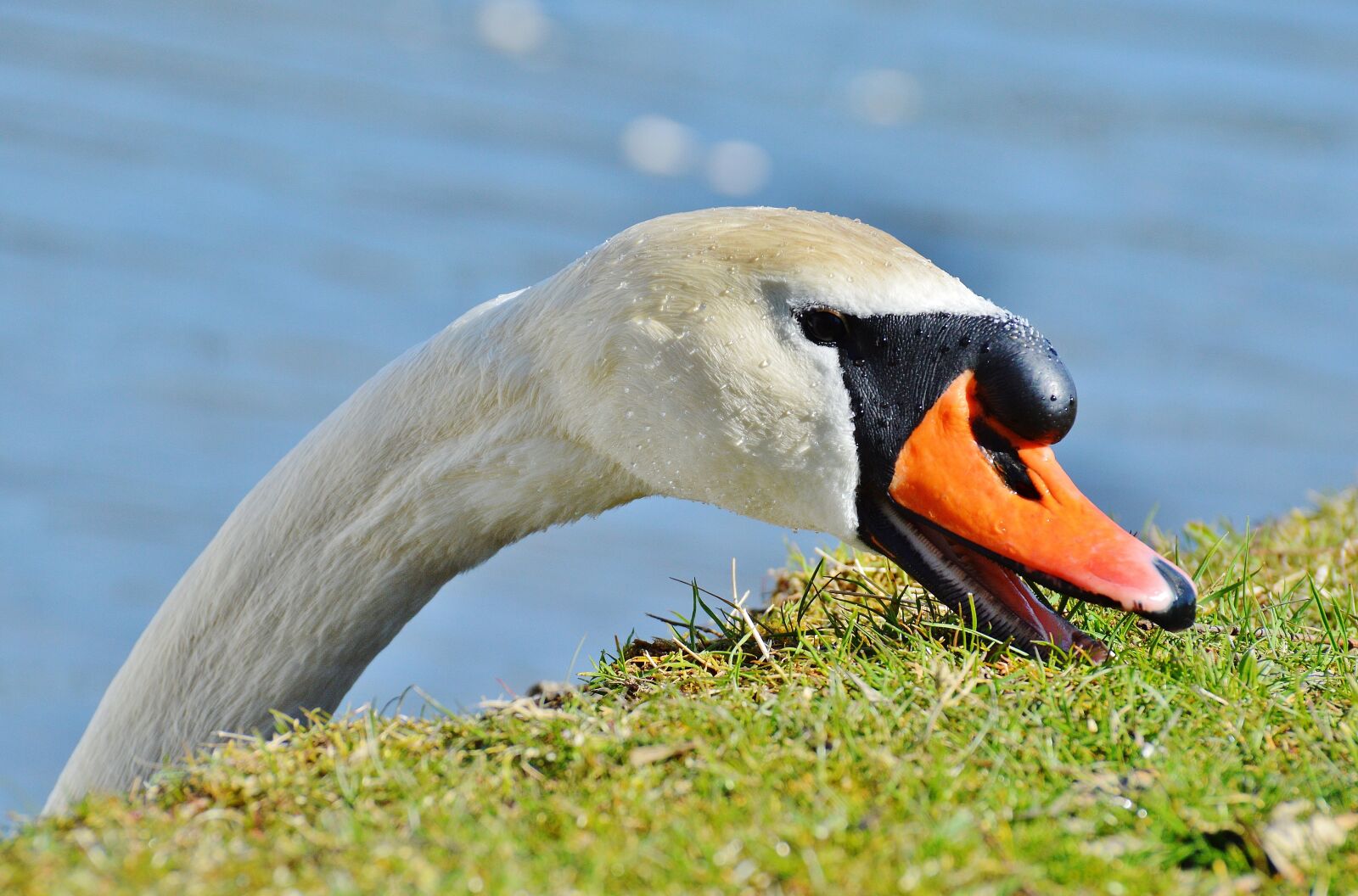 Nikon D3200 sample photo. Swan, water bird, animal photography