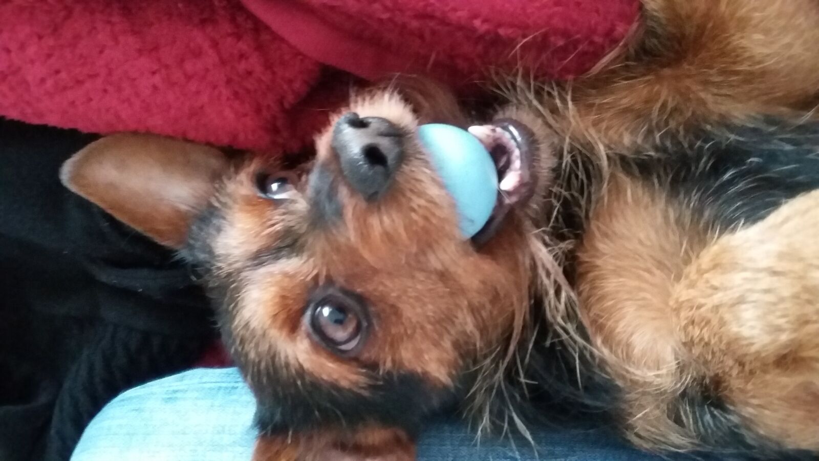 Samsung Galaxy S4 Mini sample photo. Dog, laughing, funny photography