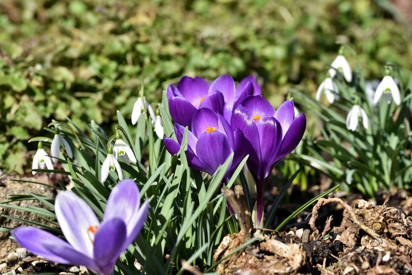 Nikon D7200 sample photo. Crocus, schwertliliengewaechs, violet photography