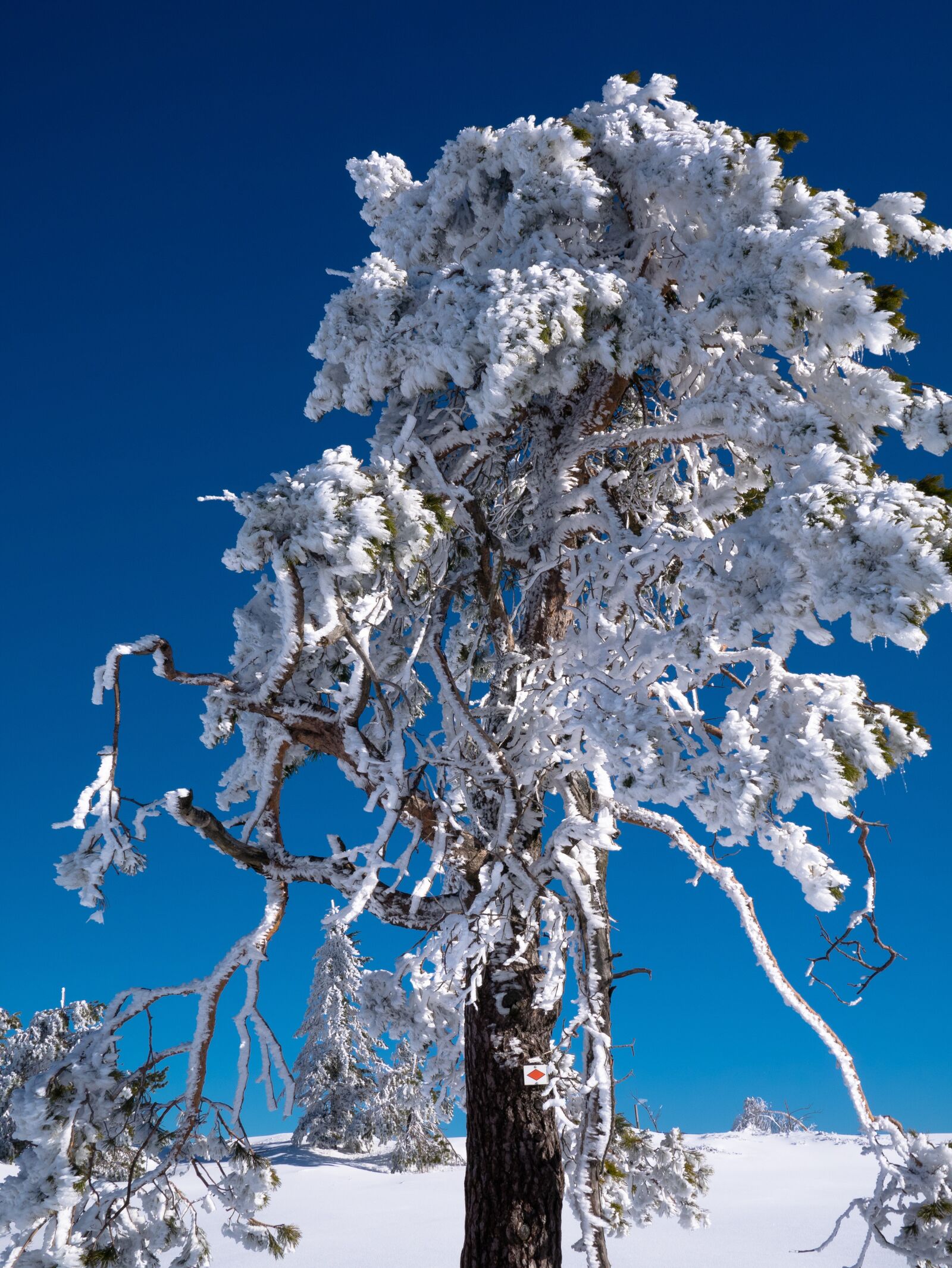 Panasonic Lumix DMC-GM1 sample photo. Ice, tree, winter photography