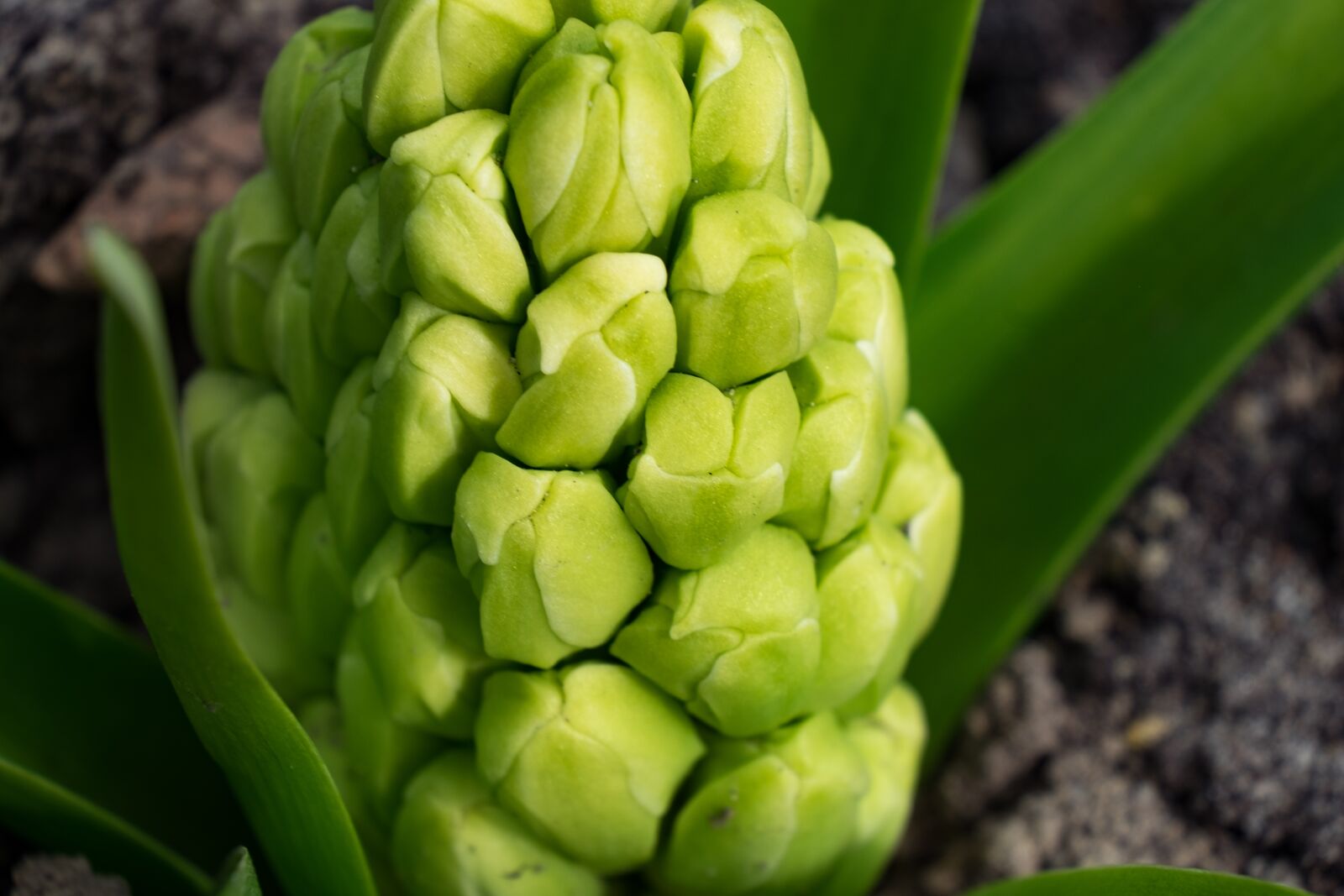 Fujifilm X-T10 sample photo. Bud, spring, hyacinth photography