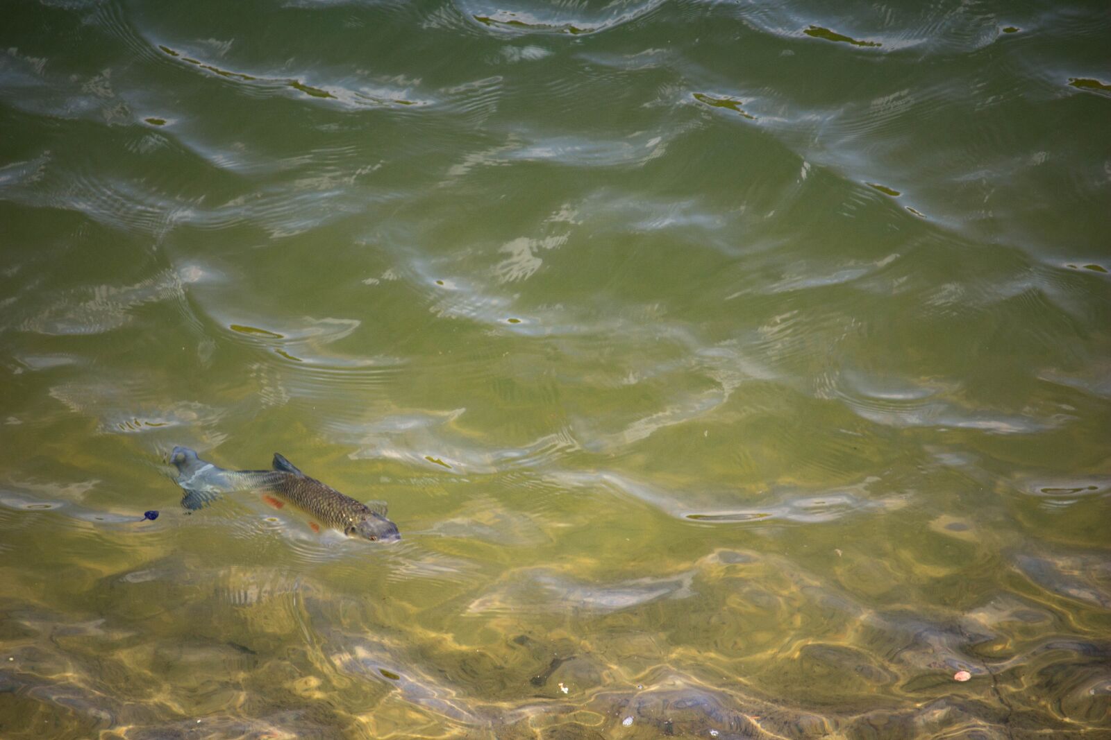 Canon EOS 100D (EOS Rebel SL1 / EOS Kiss X7) sample photo. Fish, lake, water photography