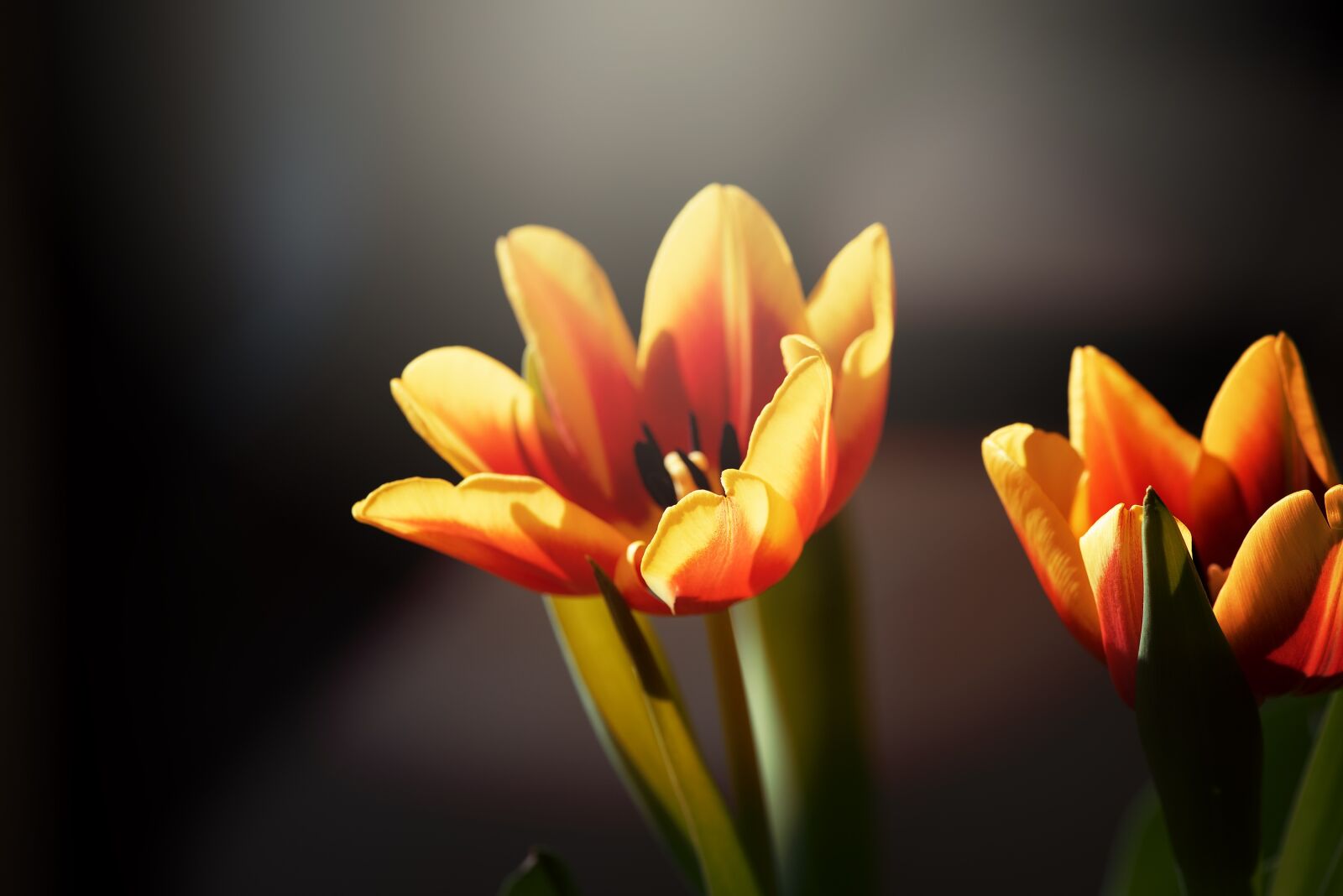 Nikon D750 sample photo. Tulips, flowers, red photography