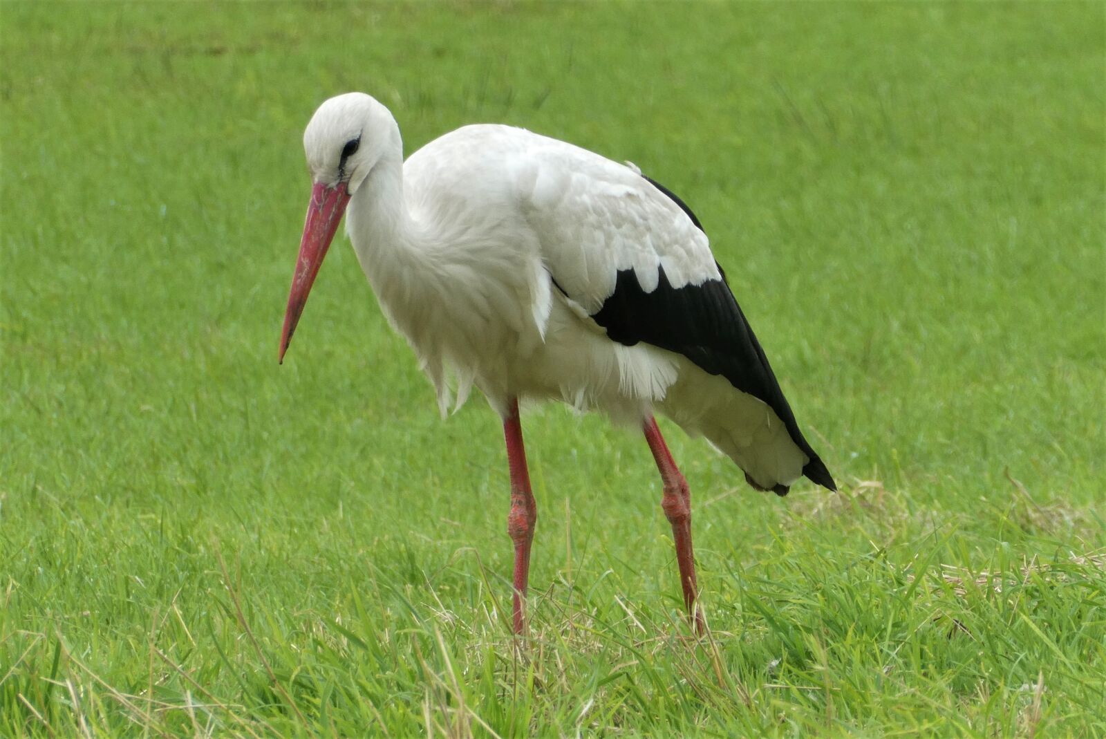Panasonic Lumix DC-ZS70 (Lumix DC-TZ90) sample photo. Stork, meadow bird, grass photography