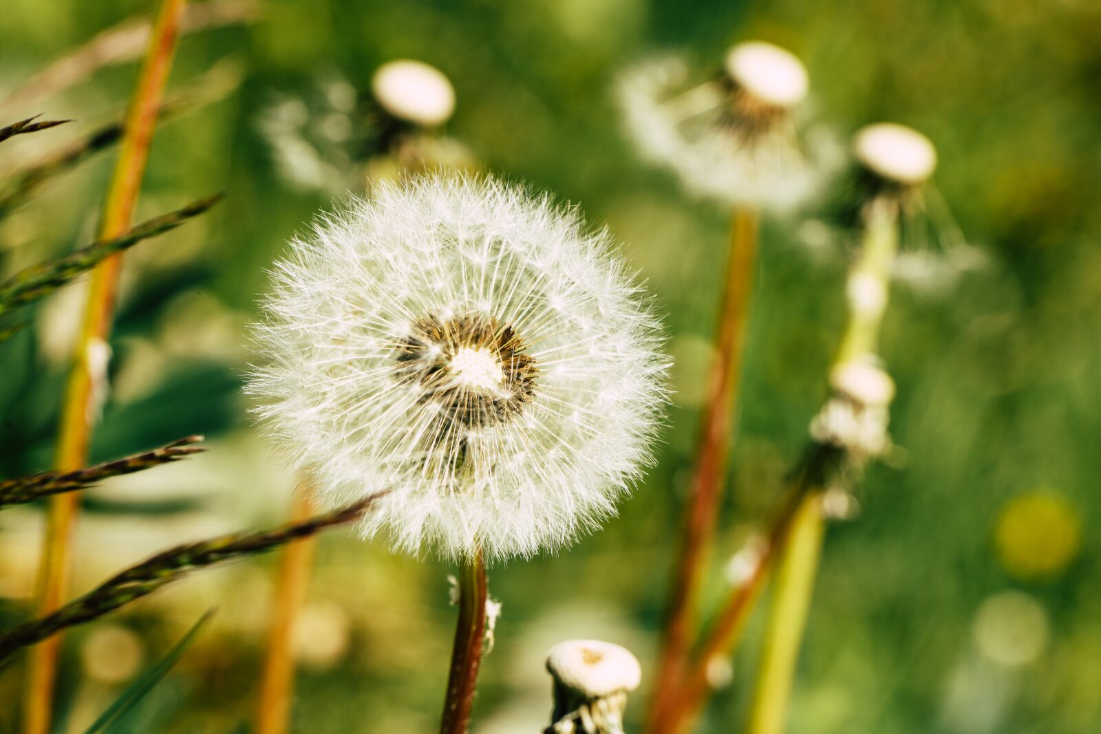 Canon EOS R sample photo. Dandelions, spring, nature photography