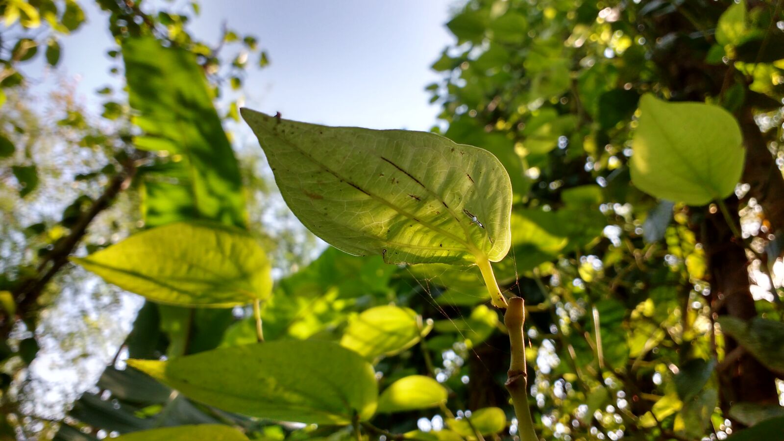 Motorola MotoG3 sample photo. Beautiful, beautiful, leaf, leaf photography