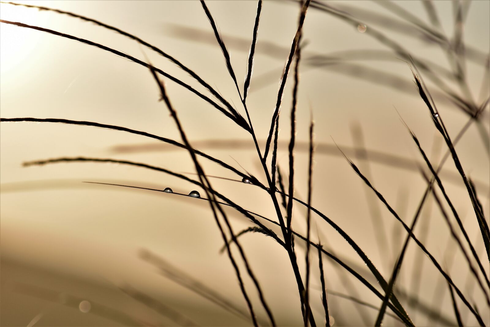 Nikon D5500 sample photo. Grass, blade of grass photography