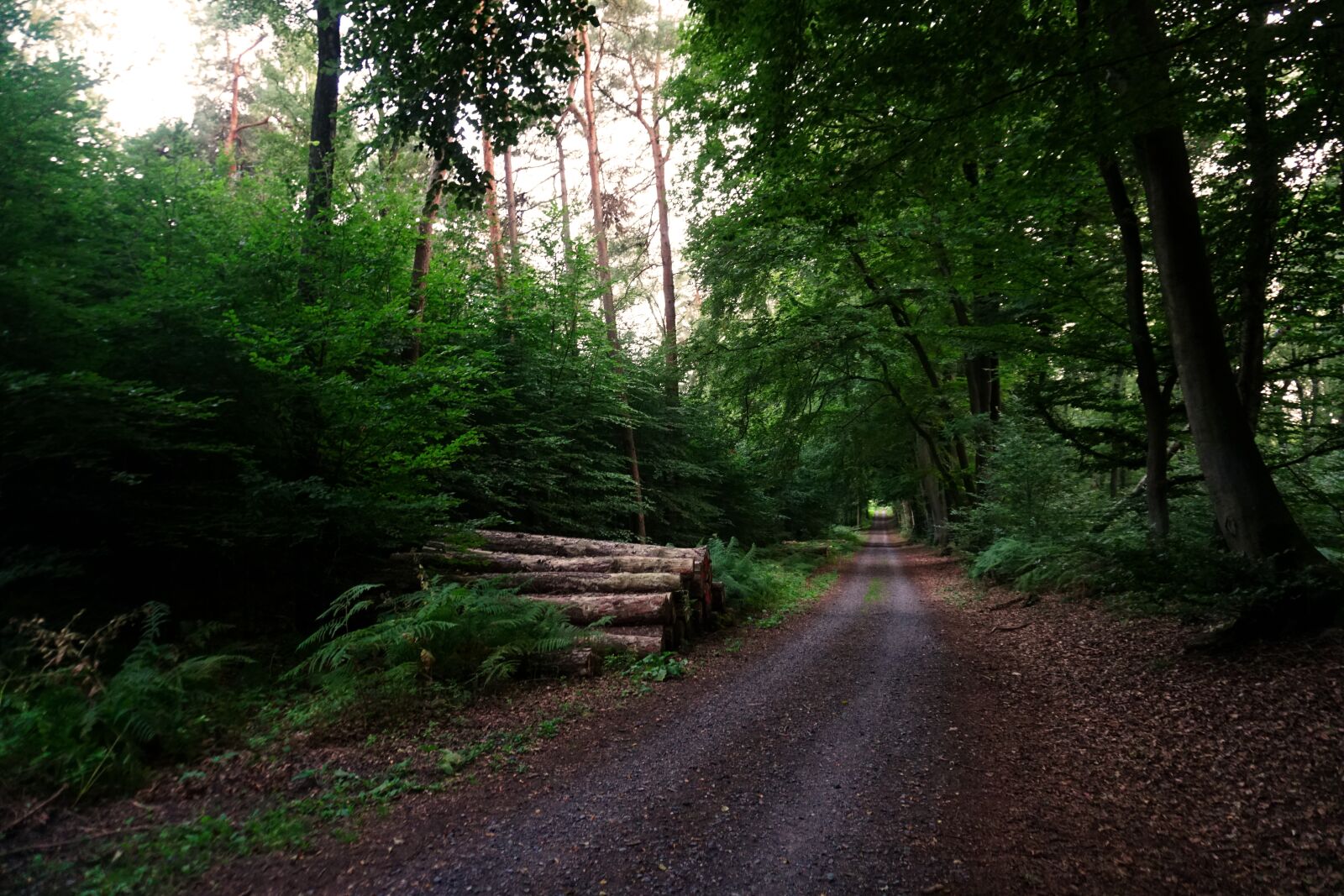 Sony a6300 sample photo. Woods, hohe mark, haltern photography